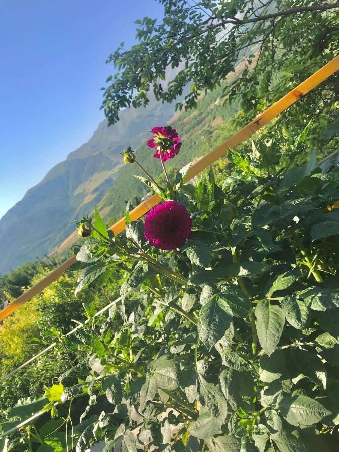 Ana-Maria Bnb Bed & Breakfast Tat'ev Eksteriør bilde